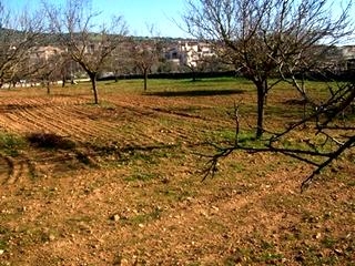 Son&nbsp;Carrio&nbsp;property:&nbsp;Land&nbsp;for&nbsp;sale&nbsp;in&nbsp;Son&nbsp;Carrio&nbsp;63588