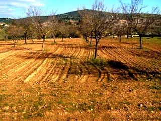 Son Carrio property: Land with bedroom in Son Carrio 63588
