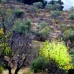 Planes property: Land for sale in Planes 65098