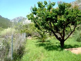 Lliber property: Finca with 3 bedroom in Lliber, Spain 65296
