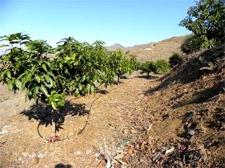 Salobrena property: Granada property | bedroom Land 66138