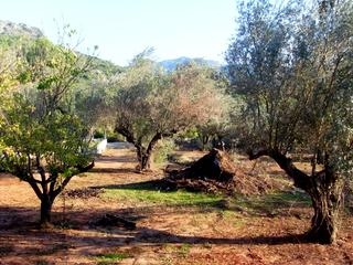 Simat De La Valldigna property: Villa for sale in Simat De La Valldigna, Valencia 66632