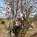 Murcia Finca, Spain 66994