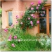 La Taha property: La Taha Farmhouse, Spain 69205
