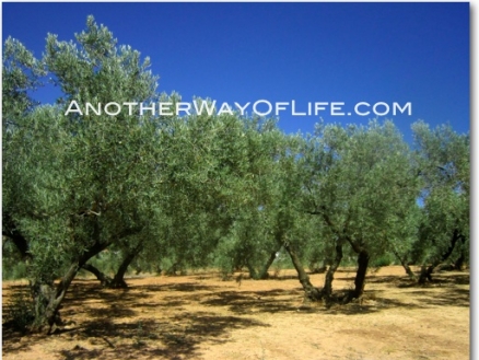 Loja property: Farmhouse with 5 bedroom in Loja 104926