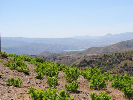 Canillas&nbsp;De&nbsp;Albaida&nbsp;property:&nbsp;Villa&nbsp;in&nbsp;Malaga&nbsp;for&nbsp;sale&nbsp;108194