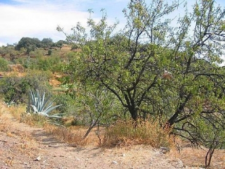 Land in Granada for sale 110412