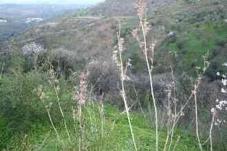 Guaro property: Land for sale in Guaro, Malaga 112485