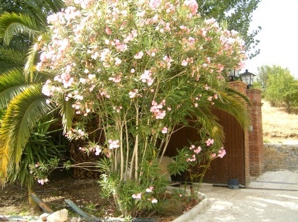 Coin property: Villa with 4 bedroom in Coin 113661