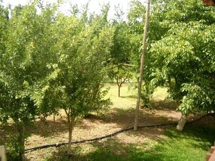 Coin property: Malaga Villa 113661
