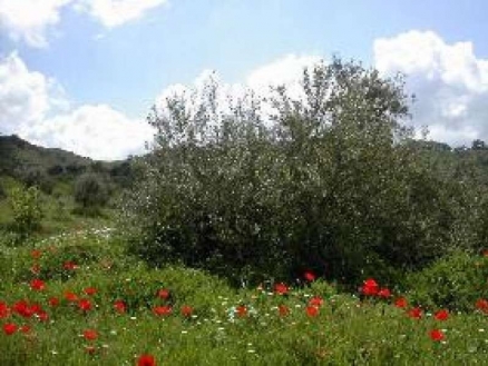 Coin property: Land for sale in Coin, Malaga 114090