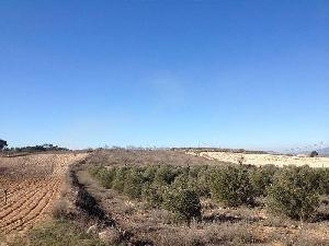 Jumilla property: Jumilla, Spain | Land for sale 79761