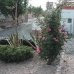 Albatera property: 5 bedroom Villa in Alicante 79769