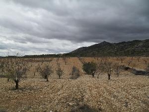 Jumilla property: Land for sale in Jumilla 79795