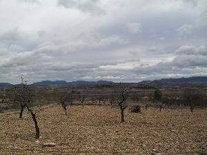 Jumilla property: Land in Murcia for sale 79795