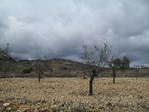 Jumilla property: Jumilla Land 79795