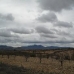 Jumilla property: Jumilla, Spain Land 79795