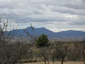 Jumilla property: Land for sale in Jumilla 79796