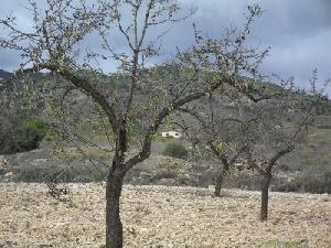 Jumilla property: Land with bedroom in Jumilla, Spain 79796