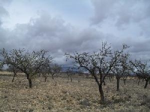 Jumilla property: Jumilla, Spain | Land for sale 79796