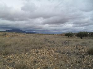 Jumilla property: Land for sale in Jumilla 79798