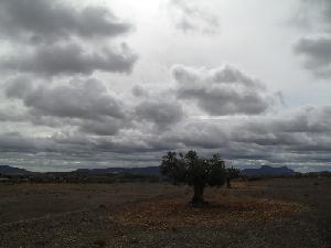 Jumilla property: Land with bedroom in Jumilla, Spain 79798