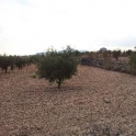 Pinoso property: Land for sale in Pinoso 79806