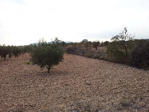 Pinoso property: Land for sale in Pinoso 79806