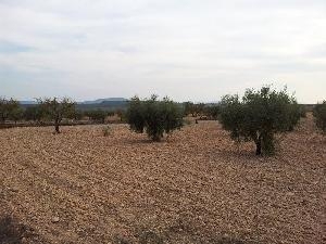 Pinoso property: Land for sale in Pinoso, Spain 79806