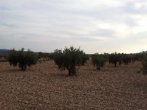 Pinoso property: Land with bedroom in Pinoso 79806