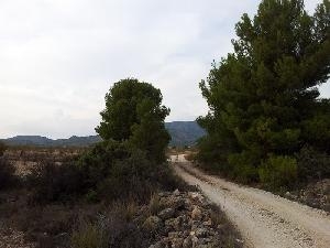 Pinoso property: Land with bedroom in Pinoso, Spain 79806