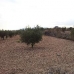 Pinoso property: Alicante, Spain Land 79806