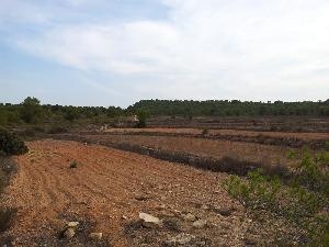 Pinoso property: Land for sale in Pinoso 79809