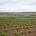 Pinoso property: Pinoso, Spain Villa 96856