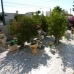 Pinar De Campoverde property: 4 bedroom Villa in Pinar De Campoverde, Spain 97091