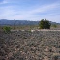 Land for sale in town 99075