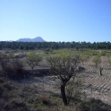 Land for sale in town 99085