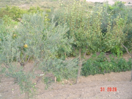 Yecla property: Yecla, Spain | House for sale 99356