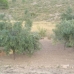 Yecla property: Yecla House, Spain 99356