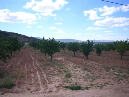 Pinoso property: Land for sale in Pinoso, Spain 99493