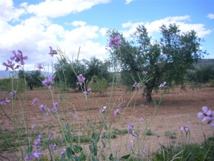 Pinoso property: Pinoso, Spain | Land for sale 99493