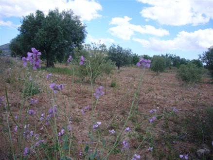 Pinoso property: Alicante Land 99493