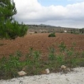 La Canalosa property: Land for sale in La Canalosa 99608