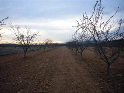 Pinoso property: Land for sale in Pinoso, Spain 99633