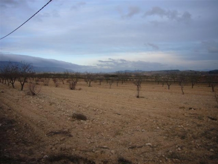 Pinoso property: Land for sale in Pinoso, Spain 99639