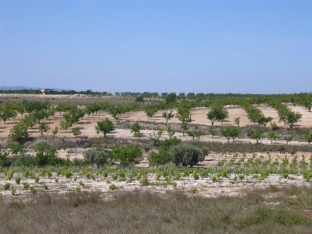 Pinoso property: Land for sale in Pinoso, Alicante 99699