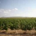 Yecla property: 5 bedroom House in Yecla, Spain 99712
