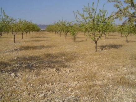 Yecla property: Yecla, Spain | Land for sale 99803