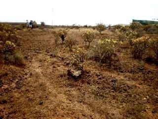 Tenerife&nbsp;Land&nbsp;128778