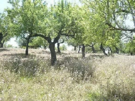 Inca&nbsp;property:&nbsp;Land&nbsp;in&nbsp;Mallorca&nbsp;for&nbsp;sale&nbsp;130876